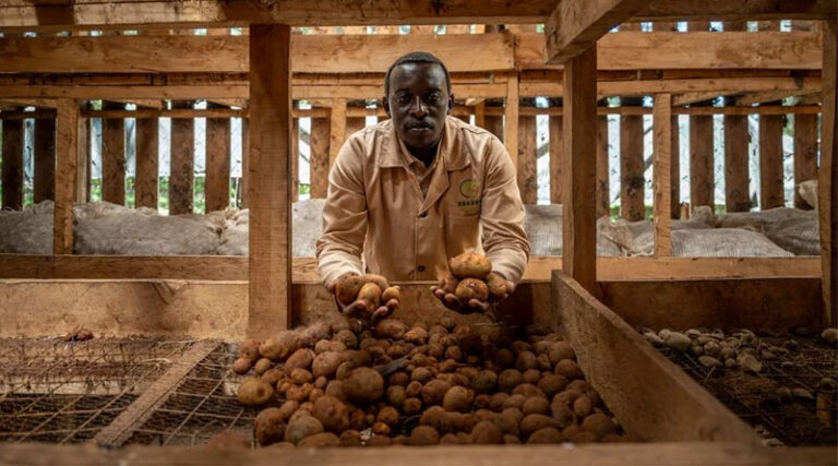 The Risk Of One Potato: Shangi And The Challenge Of Diversity In Kenya