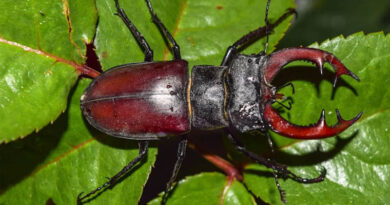 Stag Beetle Is Priced at $90,000: But Who Is Buying the World's Most Expensive Insect? Stag Beetle Is Priced at $90,000: But Who Is Buying the World's Most Expensive Insect?