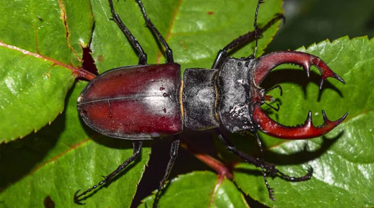 Stag Beetle Is Priced at $90,000: But Who Is Buying the World's Most Expensive Insect?