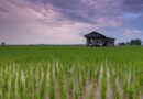 Kharif Sowing Begins in India; Rice and Bajra Acreage Shows Early Growth