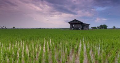 Kharif Sowing Begins in India; Rice and Bajra Acreage Shows Early Growth Kharif Sowing Begins in India; Rice and Bajra Acreage Shows Early Growth