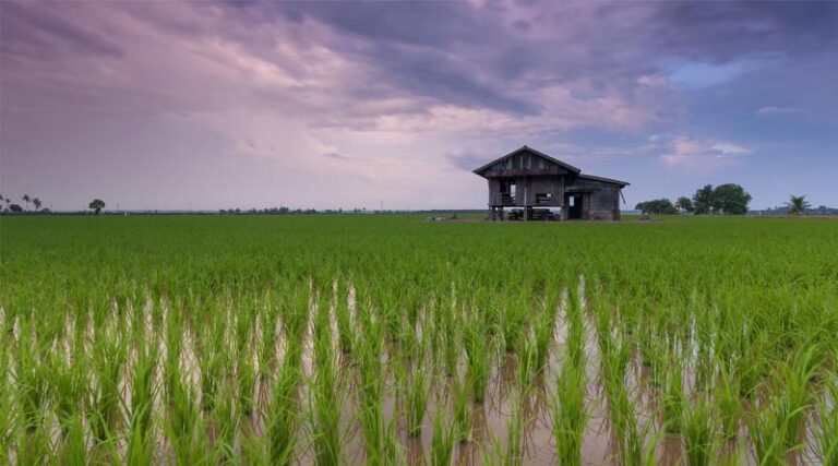 Kharif Sowing Begins in India; Rice and Bajra Acreage Shows Early Growth