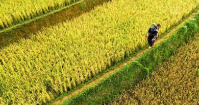 China’s 5-Year Plan for Agricultural and Rural Modernisation Sets Ambitious Targets for 2030