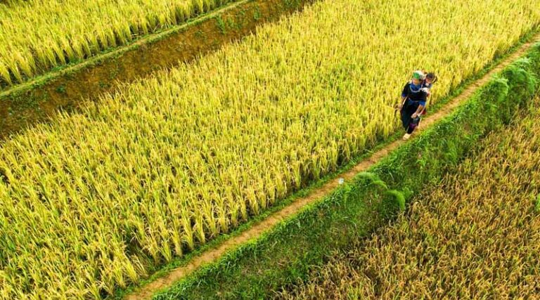 China’s 5-Year Plan for Agricultural and Rural Modernisation Sets Ambitious Targets for 2030