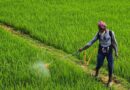 Smart Seed Technology Delivers Up to 30% Higher Yields in Groundnut and Soybean
