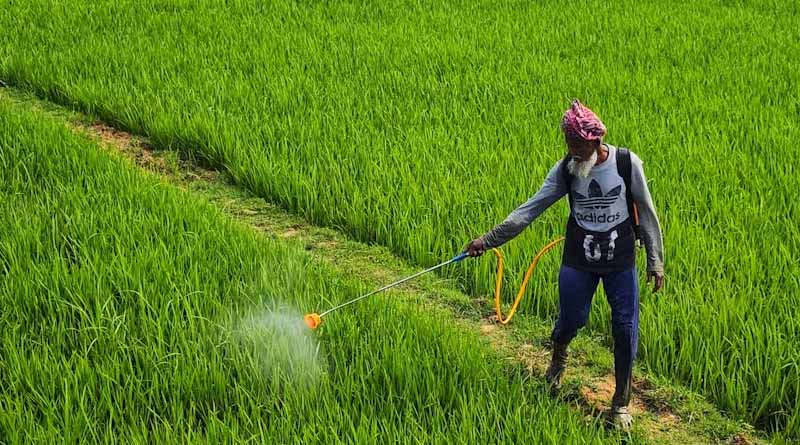 Smart Seed Technology Delivers Up to 30% Higher Yields in Groundnut and Soybean