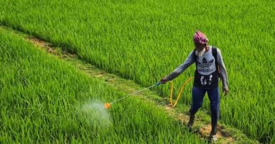 Paraquat Under Fresh Review in India as Registration Committee Seeks Final Report Paraquat Under Fresh Review in India as Registration Committee Seeks Final Report
