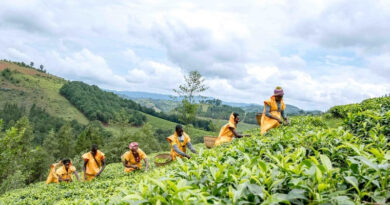 FAO Releases Most Comprehensive Dataset To Date On Women In Agrifood Systems FAO Releases Most Comprehensive Dataset To Date On Women In Agrifood Systems