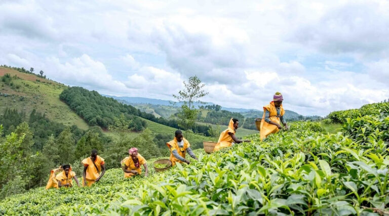 FAO Releases Most Comprehensive Dataset To Date On Women In Agrifood Systems