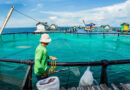 SOFIA 2026: Global Fisheries And Aquaculture Production Reaches New Highs