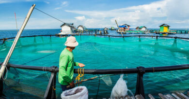 SOFIA 2026: Global Fisheries And Aquaculture Production Reaches New Highs