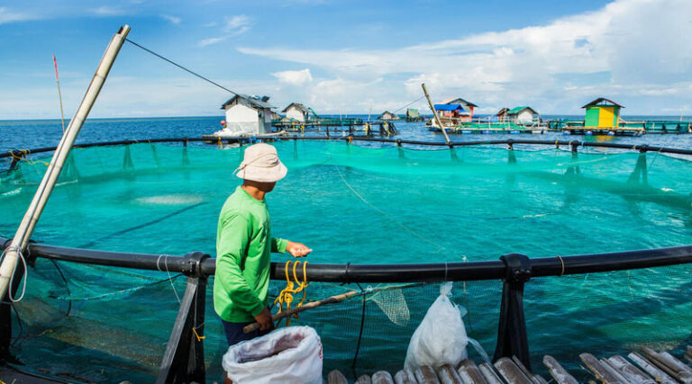 SOFIA 2026: Global Fisheries And Aquaculture Production Reaches New Highs