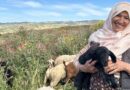 Sustainable Rangeland Restoration For Food, Feed, And Fiber