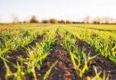 Why Fertilisers Integrated With Advanced Biological Intelligence Can Do Far More Than Just Feeding the Plant