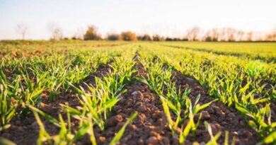 Why Fertilisers Integrated With Advanced Biological Intelligence Can Do Far More Than Just Feeding the Plant Why Fertilisers Integrated With Advanced Biological Intelligence Can Do Far More Than Just Feeding the Plant