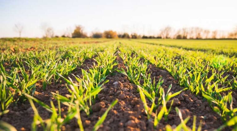 Why Fertilisers Integrated With Advanced Biological Intelligence Can Do Far More Than Just Feeding the Plant