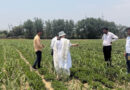 Between the Wide Rows: What a Sugarcane Field in India Taught Us About the Future of Farming In South Asia
