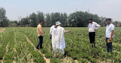 Between the Wide Rows: What a Sugarcane Field in India Taught Us About the Future of Farming In South Asia Between the Wide Rows: What a Sugarcane Field in India Taught Us About the Future of Farming In South Asia