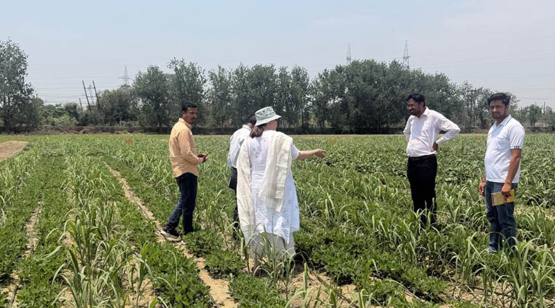 Between the Wide Rows: What a Sugarcane Field in India Taught Us About the Future of Farming In South Asia