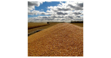 Corn Growers Urge USDA to Fund Research on Corn Grain, Not Just Stover Corn Growers Urge USDA to Fund Research on Corn Grain, Not Just Stover