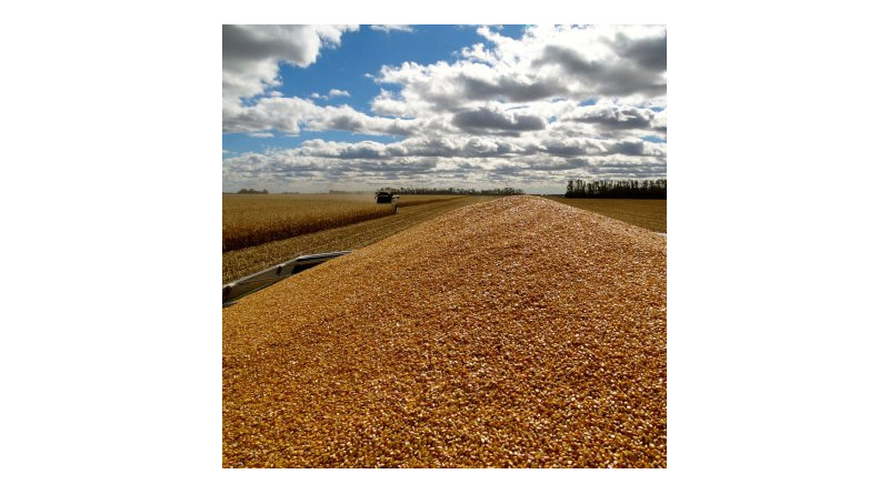 Corn Growers Urge USDA to Fund Research on Corn Grain, Not Just Stover
