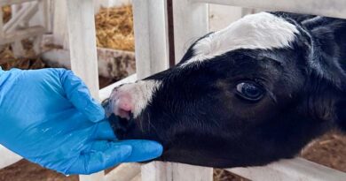 World Food Safety Day / Morocco Strengthens The Fight Against Antimicrobial Resistance In Livestock Farming World Food Safety Day / Morocco Strengthens The Fight Against Antimicrobial Resistance In Livestock Farming