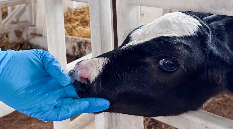 World Food Safety Day / Morocco Strengthens The Fight Against Antimicrobial Resistance In Livestock Farming