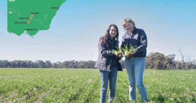 Crop Diversity Helps Drive Down Fusarium Crown Rot Risk