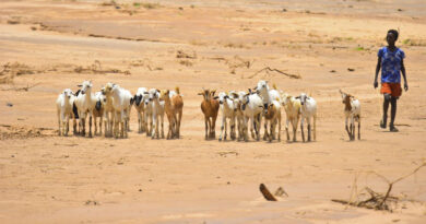 El Niño is Coming. Here Is Where The Risks To Agriculture Are Highest El Niño is Coming. Here Is Where The Risks To Agriculture Are Highest