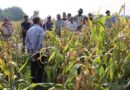 The Next Frontier For Nepal’s Maize Seed Sector: From Hybrid Seed Production To Accelerated Varietal Innovation And System Transformation