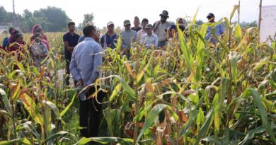The Next Frontier For Nepal’s Maize Seed Sector: From Hybrid Seed Production To Accelerated Varietal Innovation And System Transformation The Next Frontier For Nepal’s Maize Seed Sector: From Hybrid Seed Production To Accelerated Varietal Innovation And System Transformation