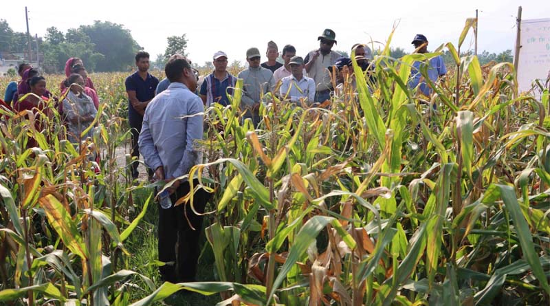The Next Frontier For Nepal’s Maize Seed Sector: From Hybrid Seed Production To Accelerated Varietal Innovation And System Transformation