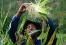 World Food Prize Foundation Recognizes CIMMYT Experts as Agri-Food Pioneers in the 2026 TAP List
