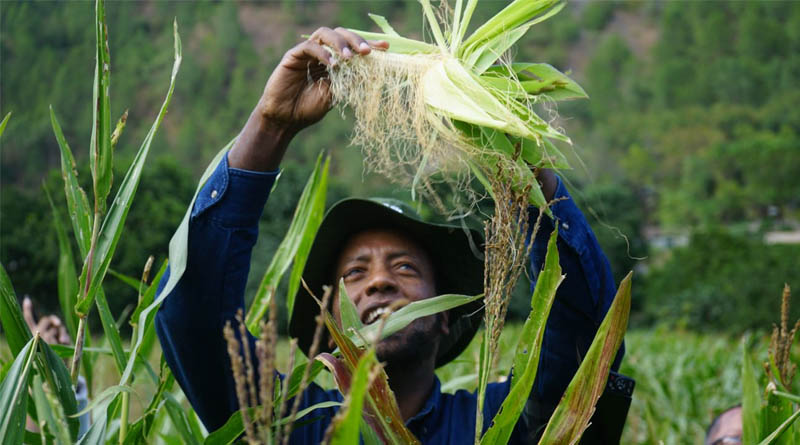 World Food Prize Foundation Recognizes CIMMYT Experts as Agri-Food Pioneers in the 2026 TAP List