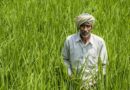 No or Negligible Rainfall Yet India Reports Higher Kharif Sowing