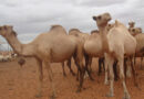 As The Climate Changes, Camels Offer Stability In The Horn Of Africa