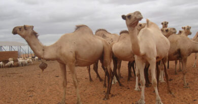 As The Climate Changes, Camels Offer Stability In The Horn Of Africa As The Climate Changes, Camels Offer Stability In The Horn Of Africa