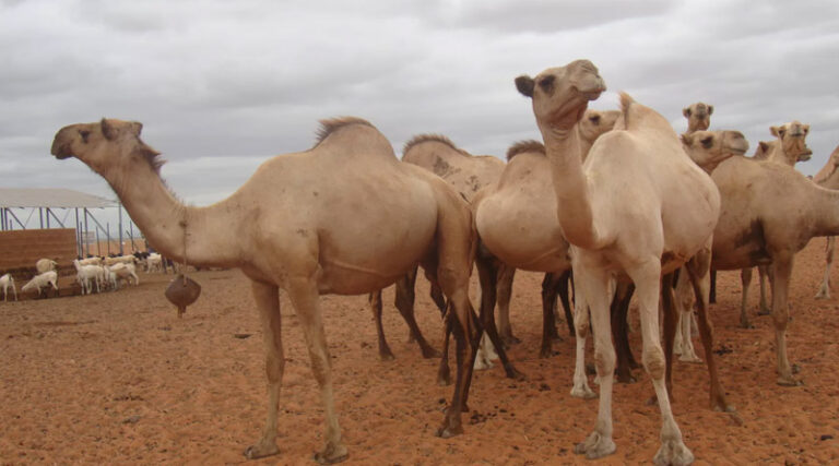 As The Climate Changes, Camels Offer Stability In The Horn Of Africa