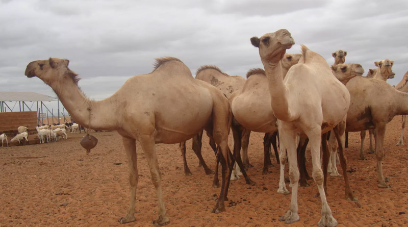 As The Climate Changes, Camels Offer Stability In The Horn Of Africa