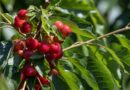 Stock Up Early on Fresh Northwest Cherries for a Timelessly Sweet Taste of Summer