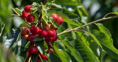 Stock Up Early on Fresh Northwest Cherries for a Timelessly Sweet Taste of Summer