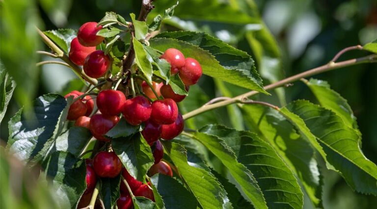 Stock Up Early on Fresh Northwest Cherries for a Timelessly Sweet Taste of Summer