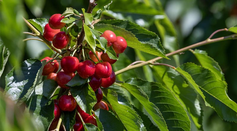 Stock Up Early on Fresh Northwest Cherries for a Timelessly Sweet Taste of Summer