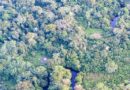 Norway and FAO Scale Up Forest Monitoring For Climate Action
