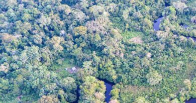 Norway and FAO Scale Up Forest Monitoring For Climate Action