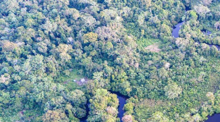 Norway and FAO Scale Up Forest Monitoring For Climate Action