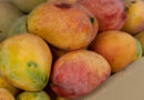 India’s Banganappalli Mangoes Reach Singapore Through Cost-Effective Sea Shipment