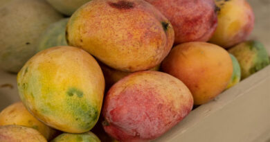 India’s Banganappalli Mangoes Reach Singapore Through Cost-Effective Sea Shipment