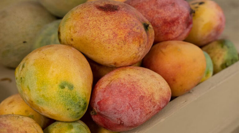 India’s Banganappalli Mangoes Reach Singapore Through Cost-Effective Sea Shipment