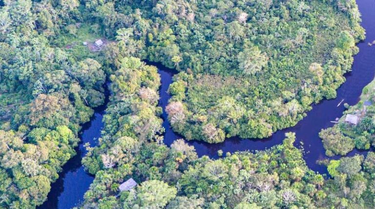 Norway and FAO Scale Up Forest Monitoring For Climate Action